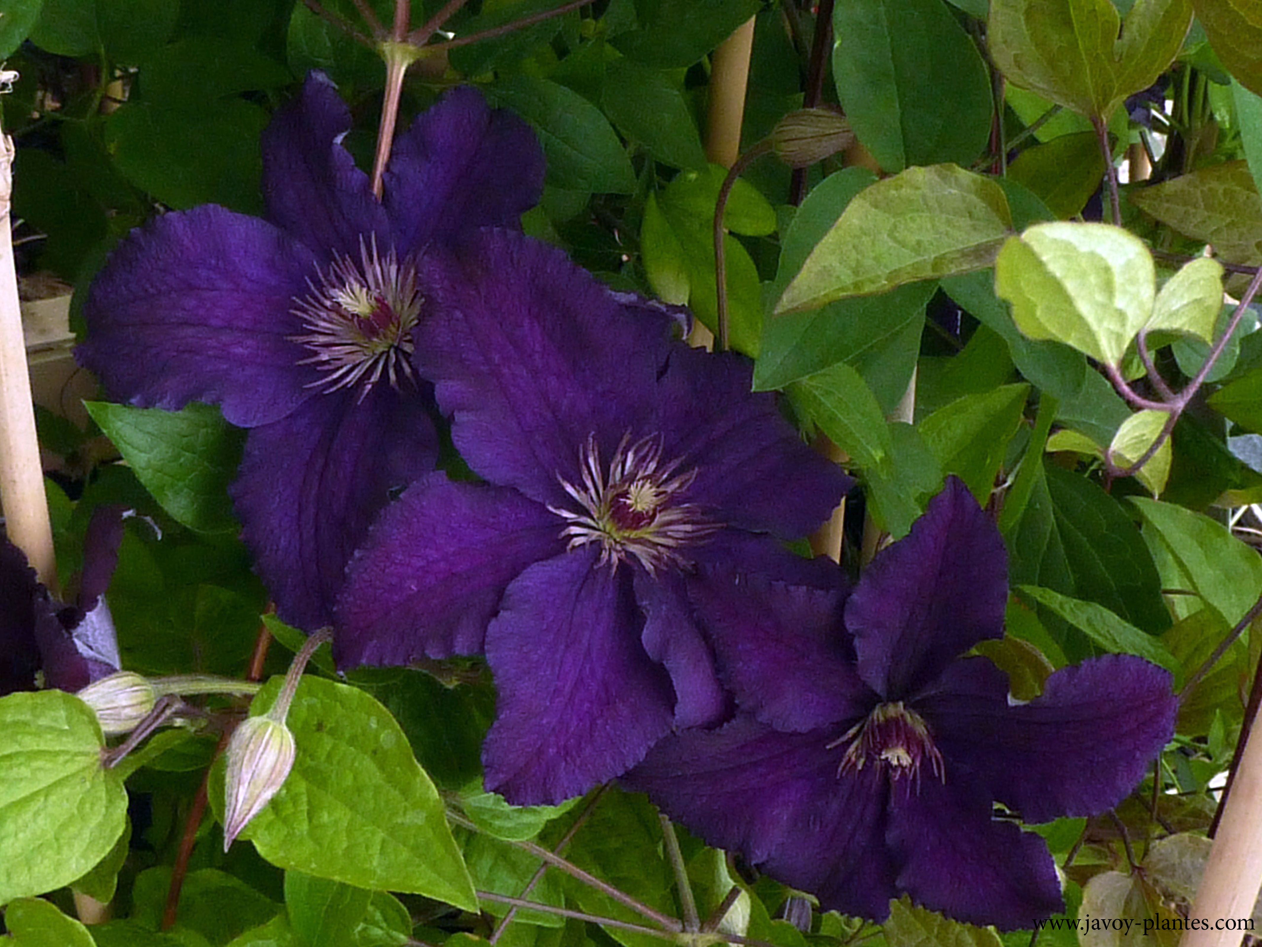 Clematis 'Rasputin'